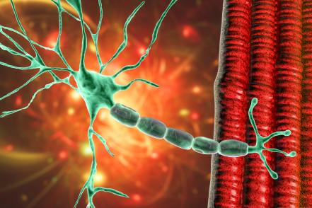ingerülettovábbítás myasthenia ingerülettovábbítás myasthenia